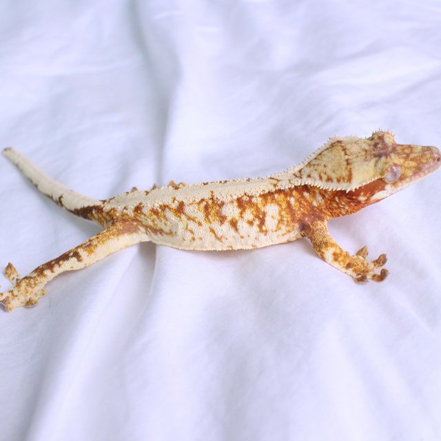 Normal Drippy White Spot Red