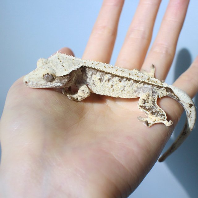 노멀 드리피 화이트스팟