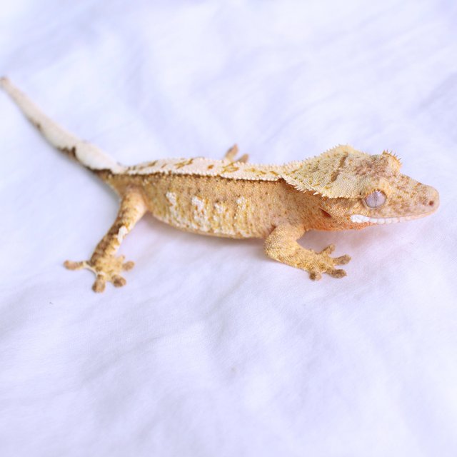 Normal Cream Creamsicle White Spot Yellow