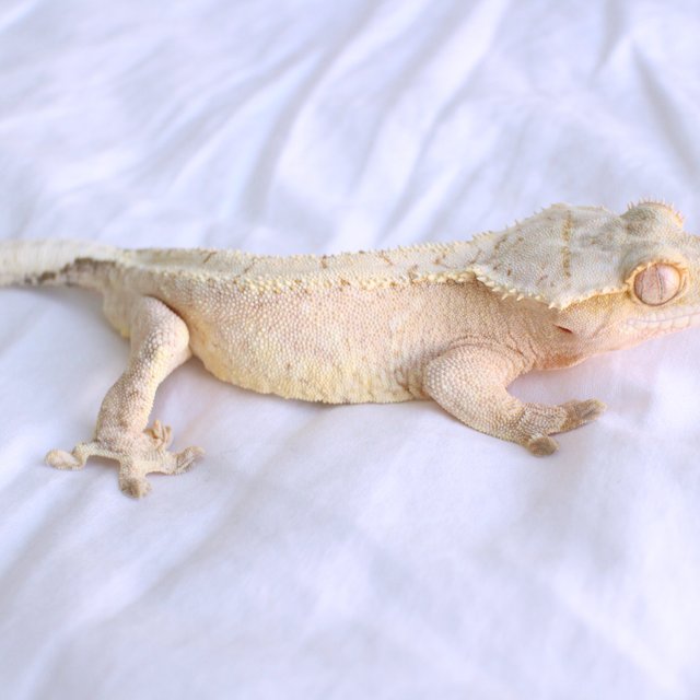 White Spot Yellow Cream Drippy Creamsicle Normal