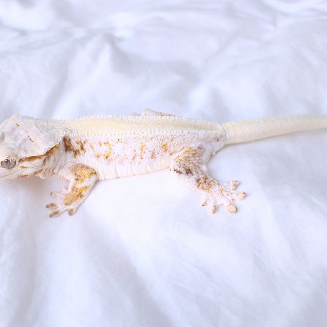 릴리화이트 솔리드백