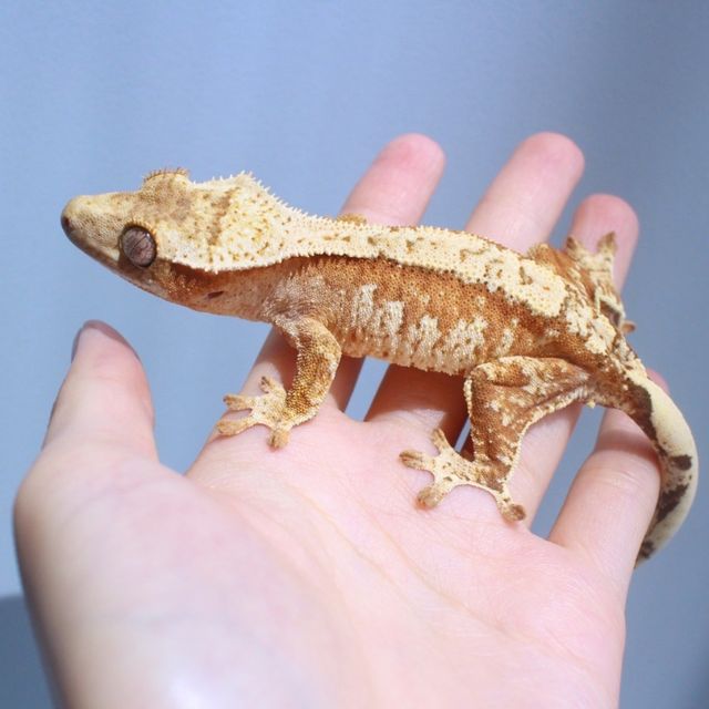 크림시클 노멀