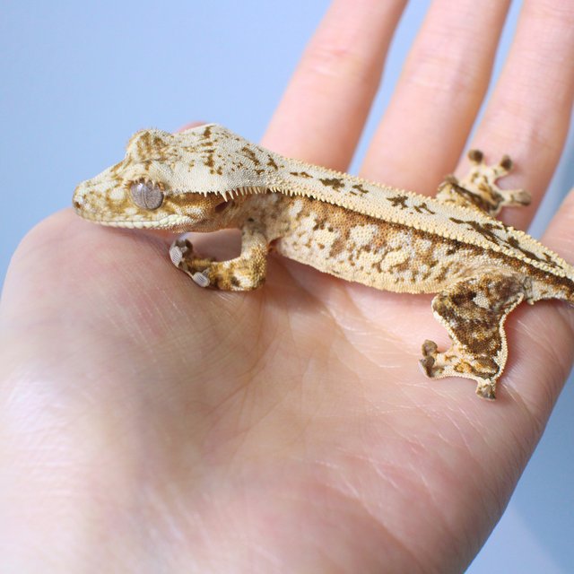 노멀 핀스트라이프 화이트스팟 옐로우 크림 크림시클