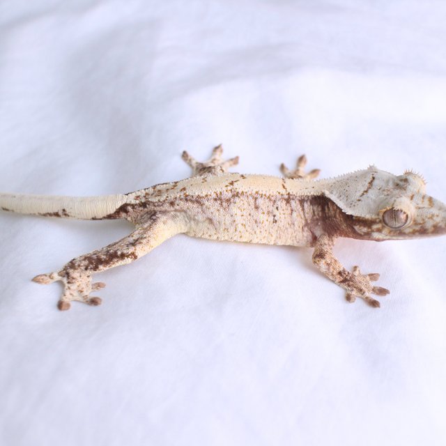 Normal White Spot Drippy