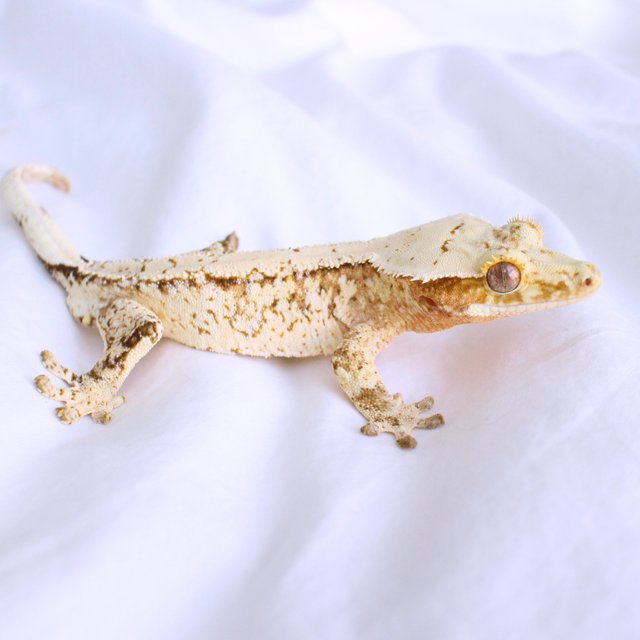 Cream Creamsicle White Spot Normal