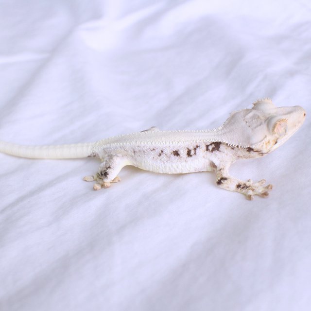 Lilly White Solid Back