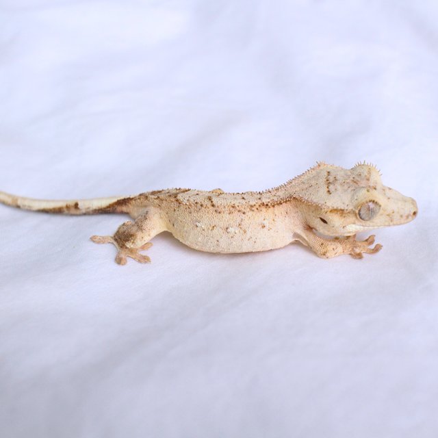 Phantom Yellow Cream Creamsicle