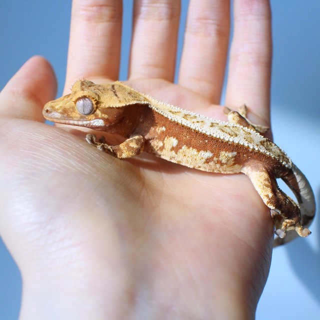 노멀 레드 드리피 화이트스팟