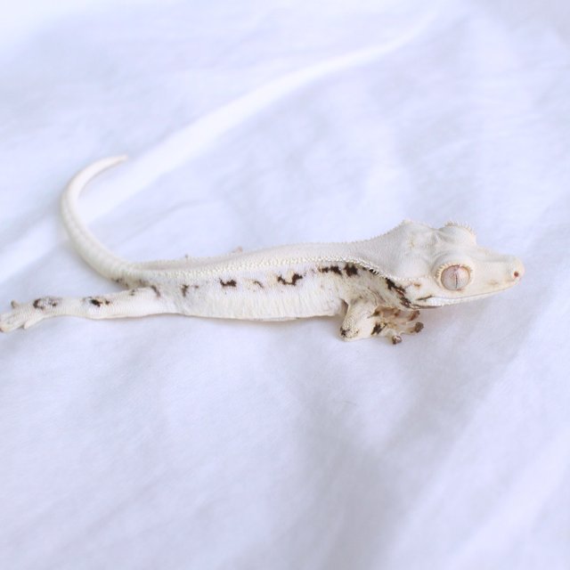 Solid Back Lilly White