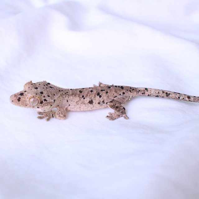 Super Dalmatian Normal