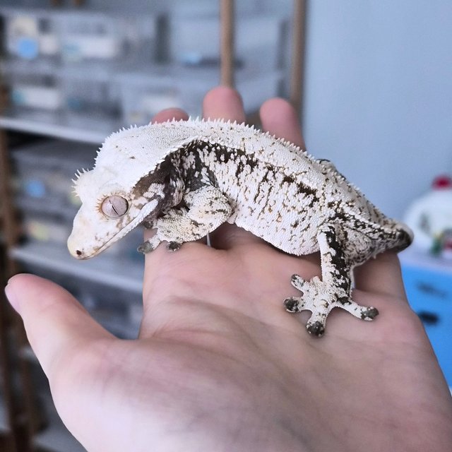 노멀 드리피 화이트스팟