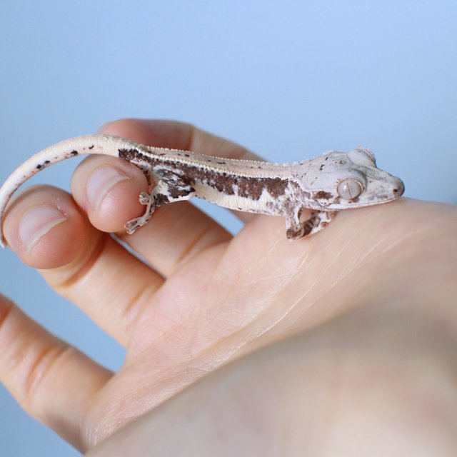 100%헷초초 릴리화이트