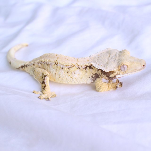 White Spot Drippy Normal