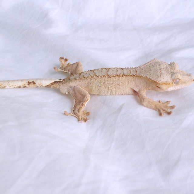 노멀 팬텀 옐로우 크림