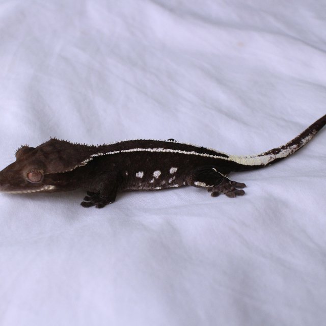 Axanthic