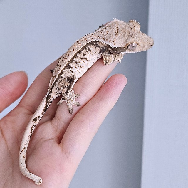 노멀 드리피 화이트스팟