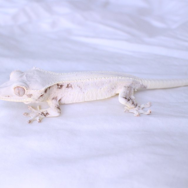 Lilly White