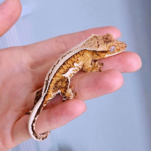 노멀 옐로우 크림 크림시클