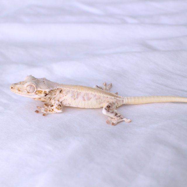 Lilly White