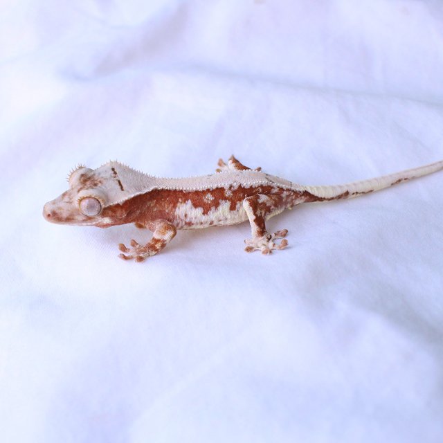 100% Het Chocho Lilly White
