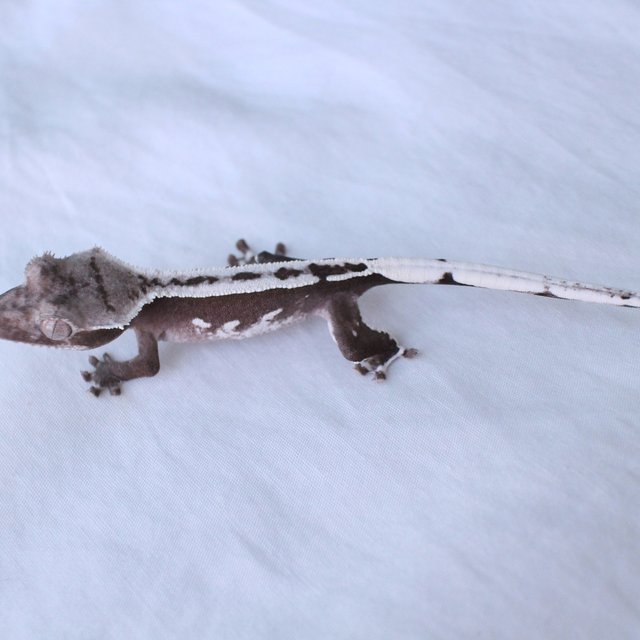 Axanthic