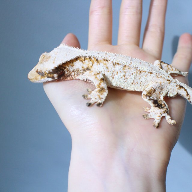 노멀 드리피 화이트스팟