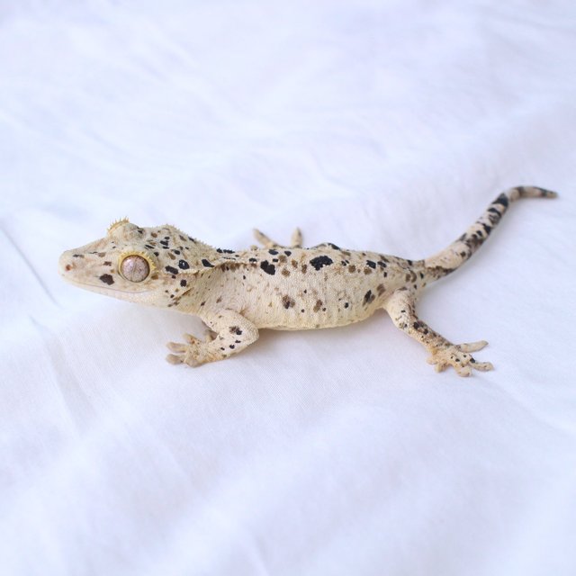 Normal Super Dalmatian