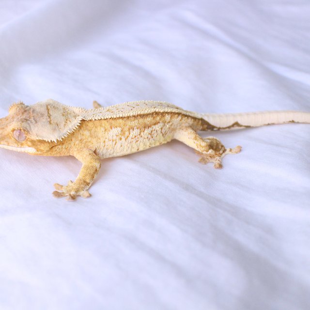 Cream Creamsicle White Spot Normal Yellow