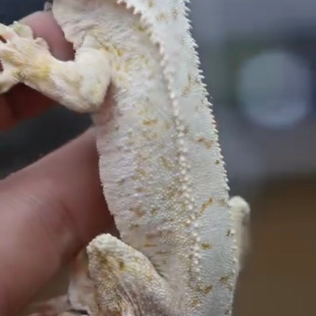 White Spot Normal Drippy