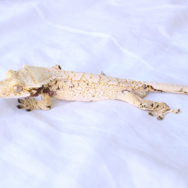 Normal Drippy White Spot