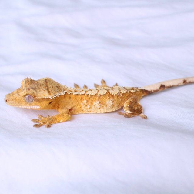 노멀 화이트스팟 옐로우 크림 크림시클