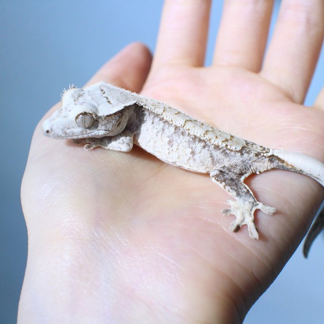 노멀 드리피 화이트스팟