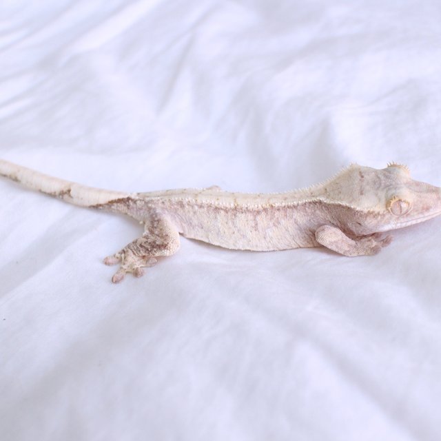 Normal Drippy White Spot Red