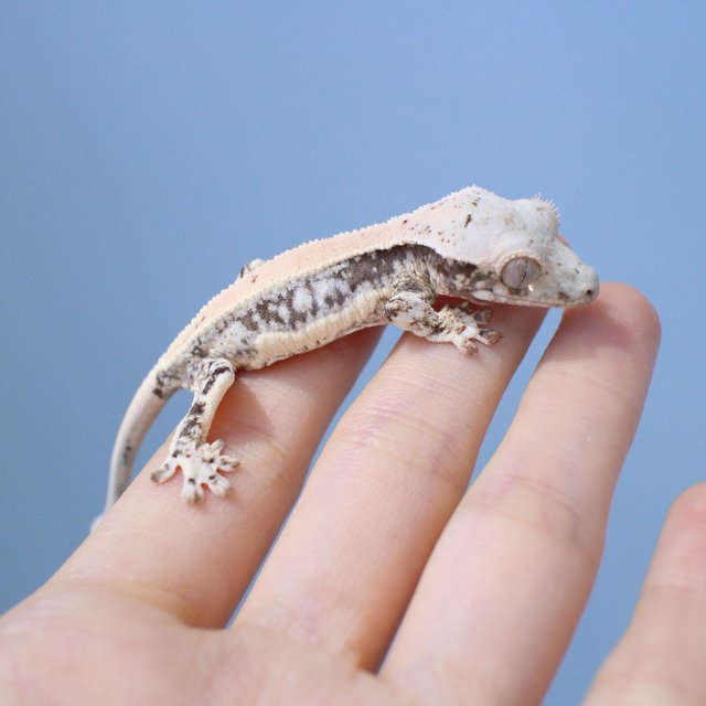 100% Het Chocho Lilly White