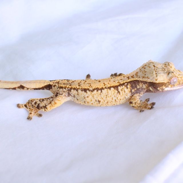 노멀 트라이 익스트림할리퀸 화이트스팟