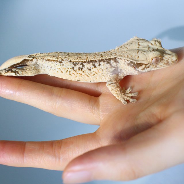 노멀 드리피 화이트스팟