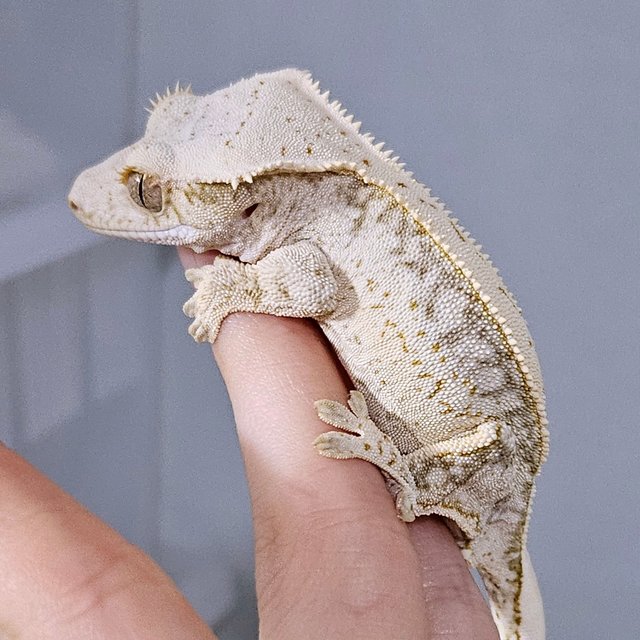 노멀 드리피 화이트스팟