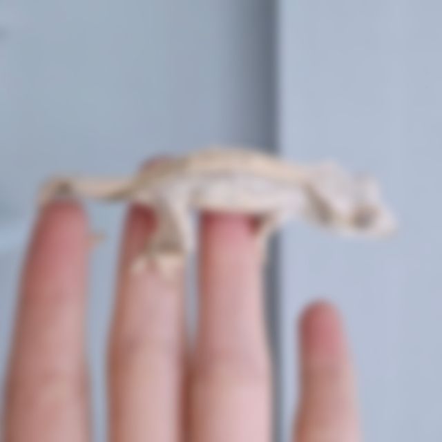 노멀