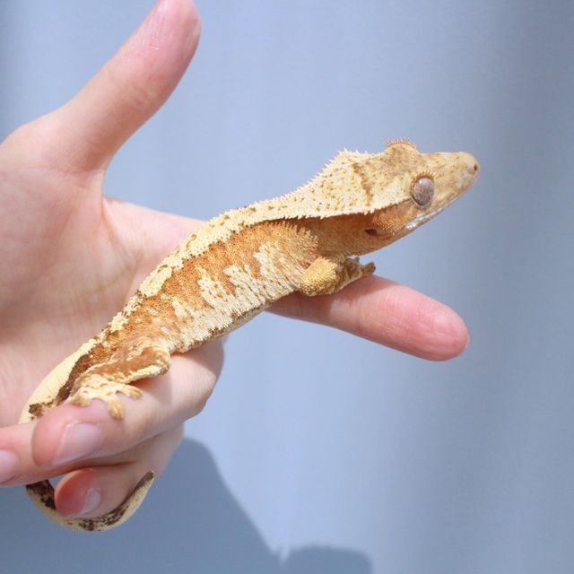 크림시클 노멀