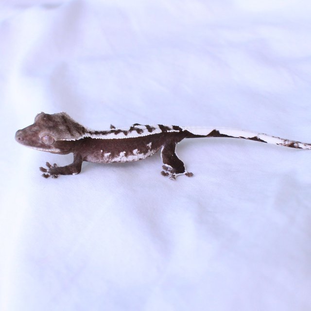 Sable Axanthic