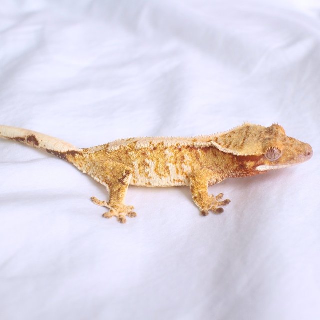 노멀 레드 드리피 화이트스팟