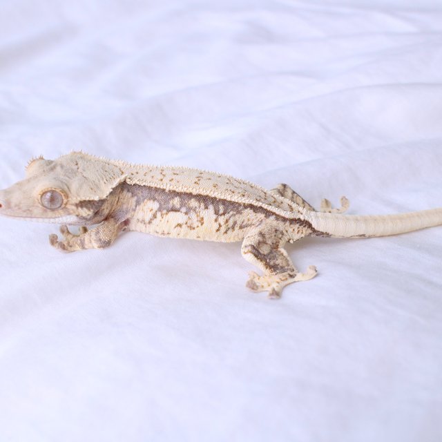 Normal Quad Full Pinstripe White Spot