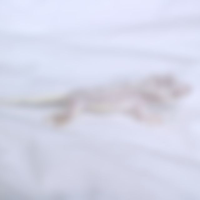 릴잔틱