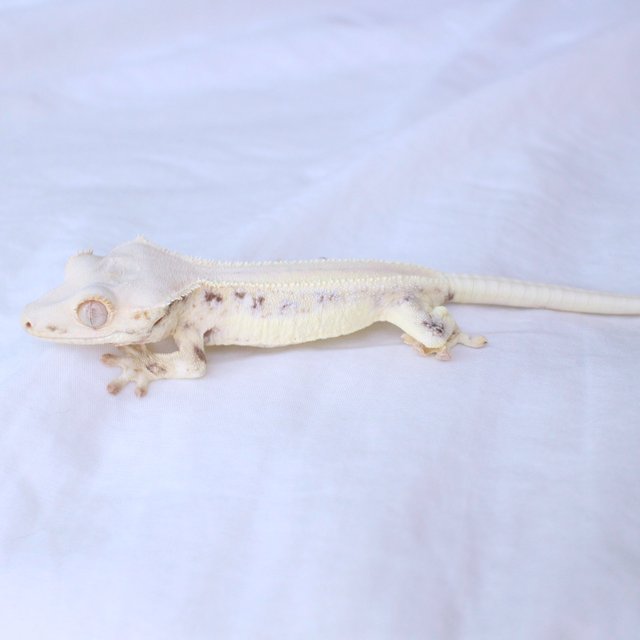 Solid Back Lilly White