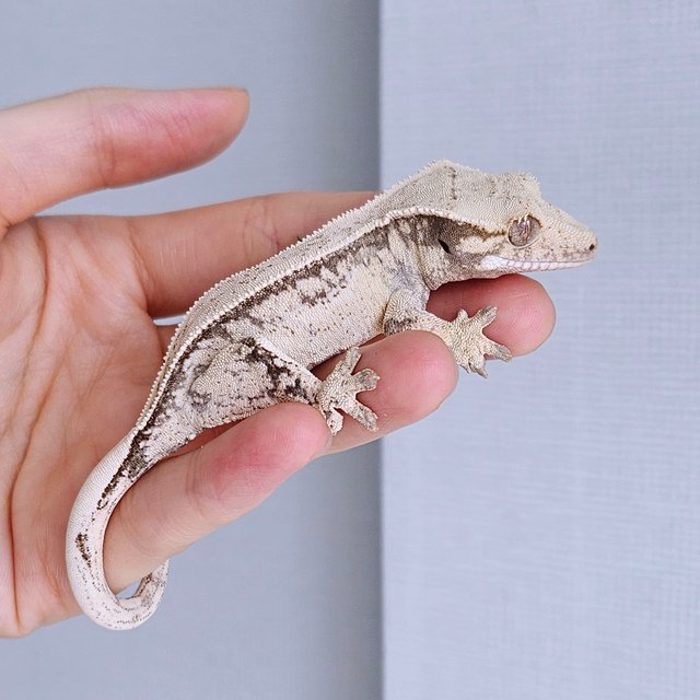 노멀 드리피 화이트스팟