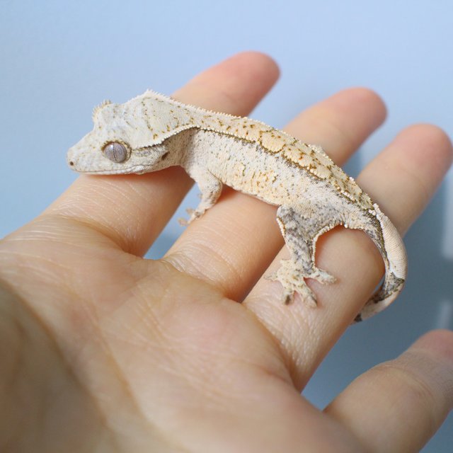 노멀 옐로우 크림 크림시클