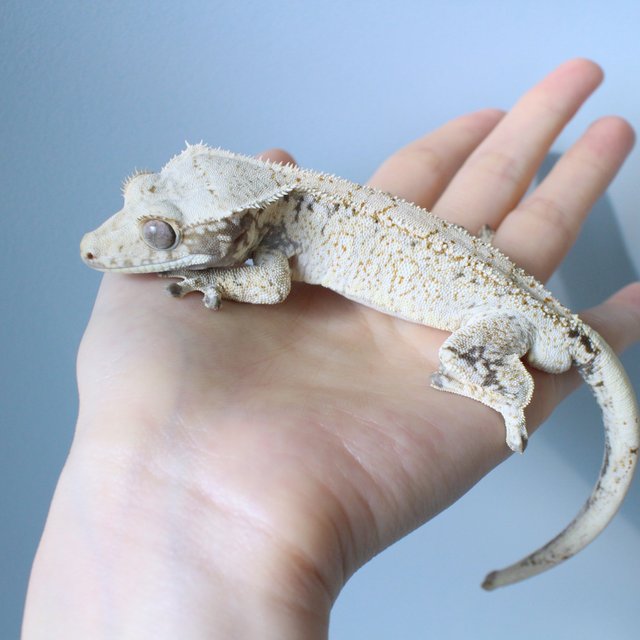 노멀 드리피 화이트스팟