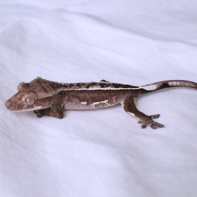 Axanthic