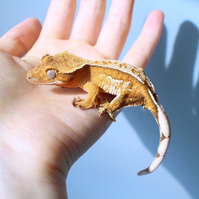 노멀 옐로우 크림 크림시클