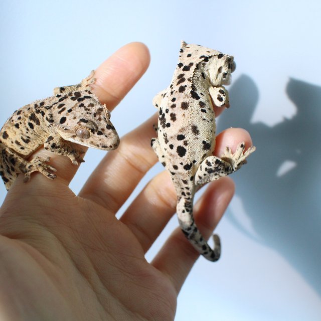 노멀 달마시안 슈퍼달마시안